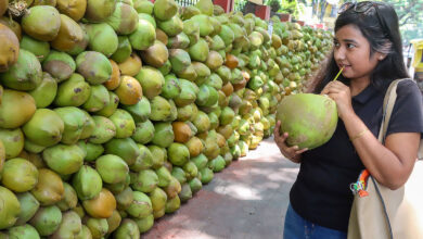 Coconut
