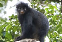 Colobus congoensis