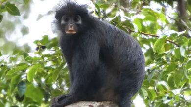 Colobus congoensis
