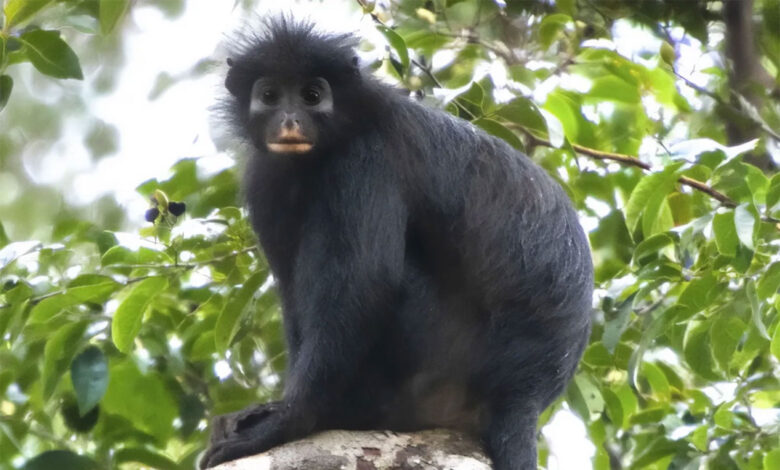 Colobus congoensis