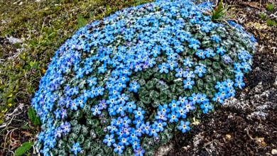 Cyananthus hookeri