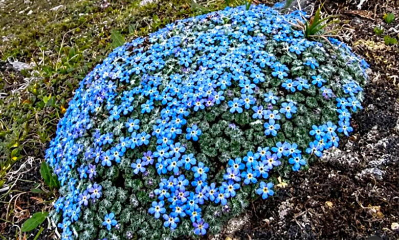 Cyananthus hookeri