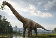 Dinosaur