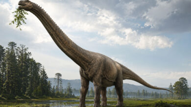 Dinosaur