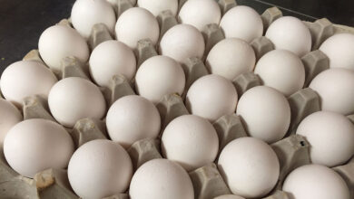 Eggs