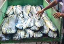 Fish