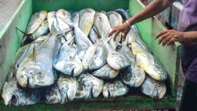 Fish