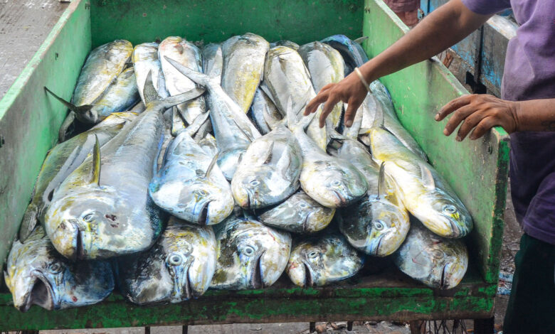 Fish