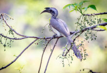 Indian Grey Hornbill
