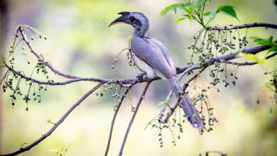 Indian Grey Hornbill