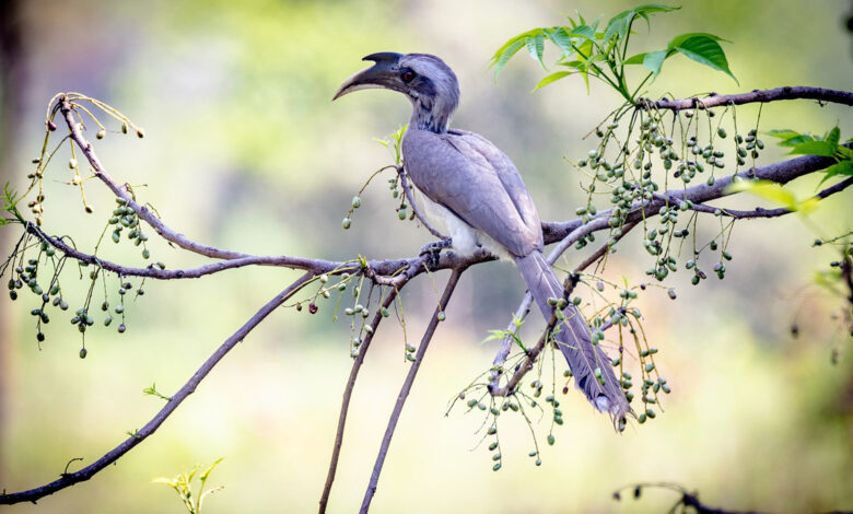 Indian Grey Hornbill
