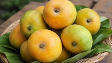Mango