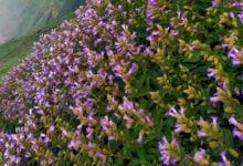 Neelakurinji