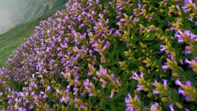 Neelakurinji