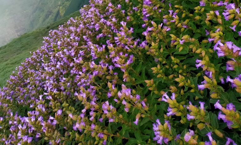 Neelakurinji