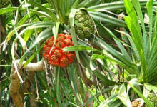 Pandanus fascicularis