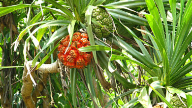 Pandanus fascicularis
