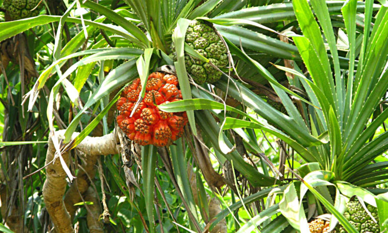 Pandanus fascicularis
