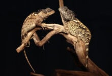 Acanthosaura syrax