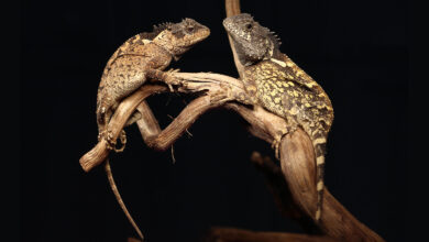 Acanthosaura syrax