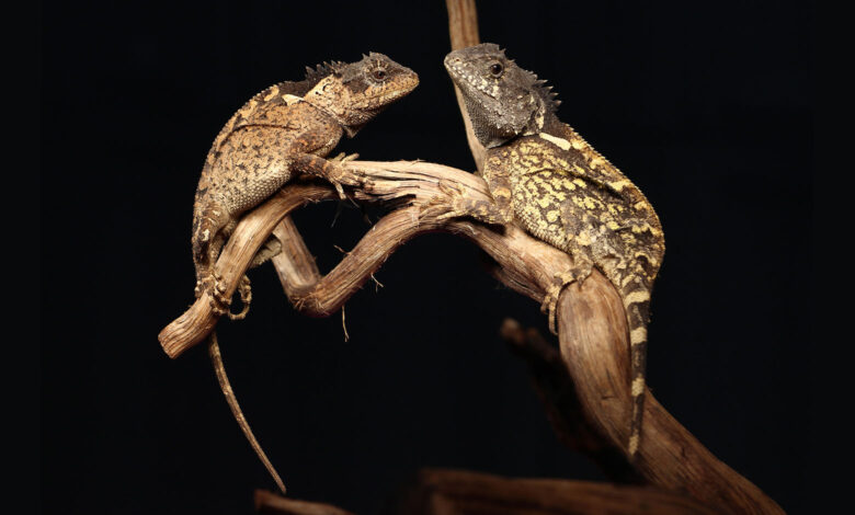 Acanthosaura syrax