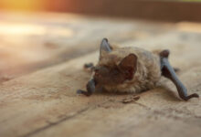 Bat