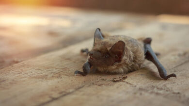 Bat