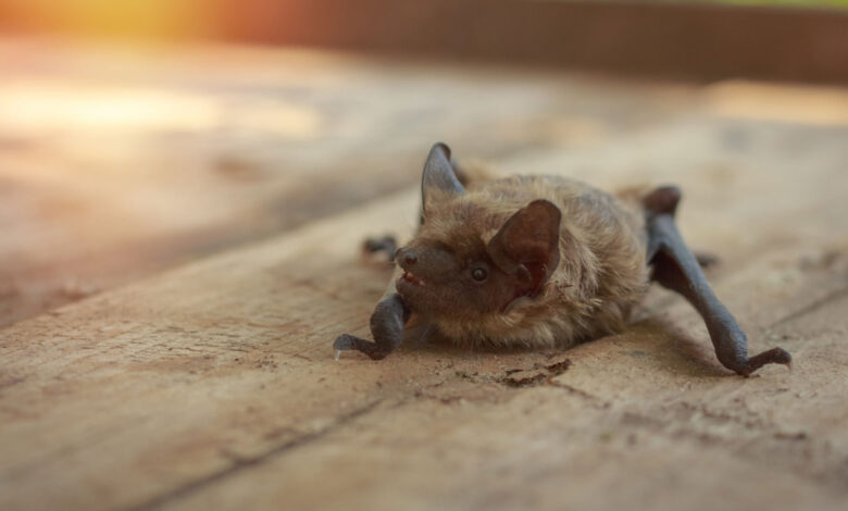 Bat