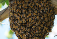 Bee