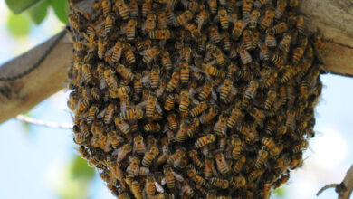 Bee