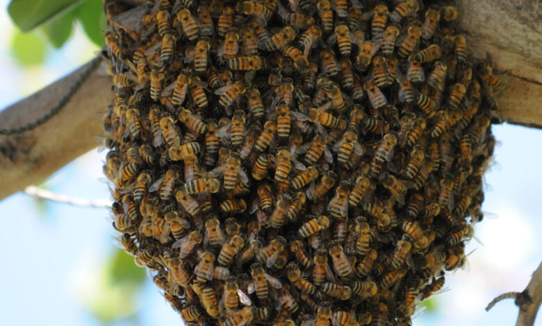 Bee