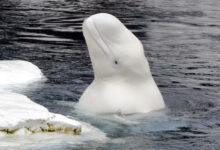 Beluga Whale