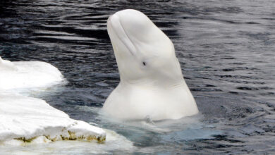 Beluga Whale