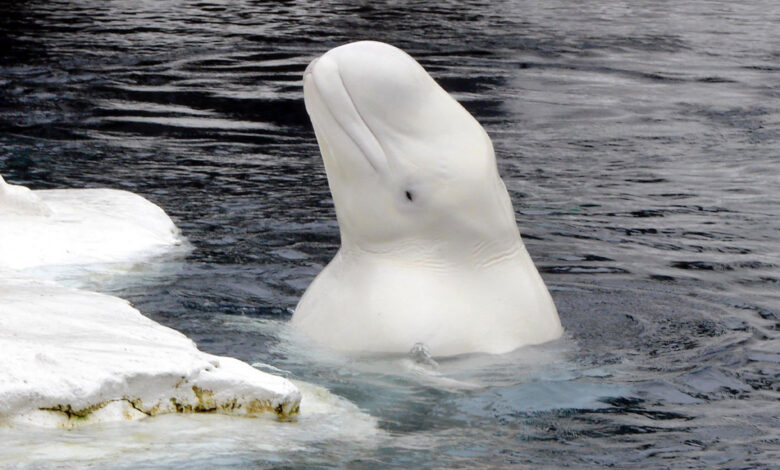 Beluga Whale