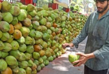 Coconut