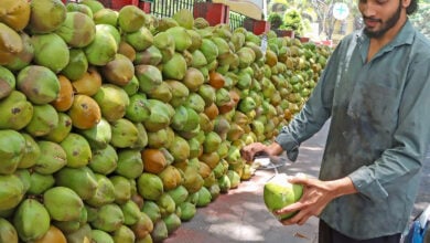 Coconut