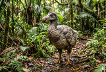 Dodo