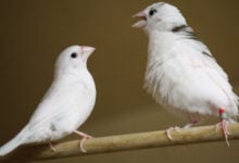 Finch