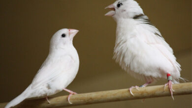 Finch