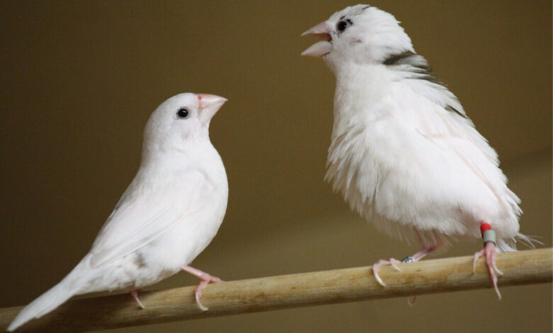 Finch