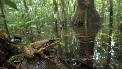 Frog