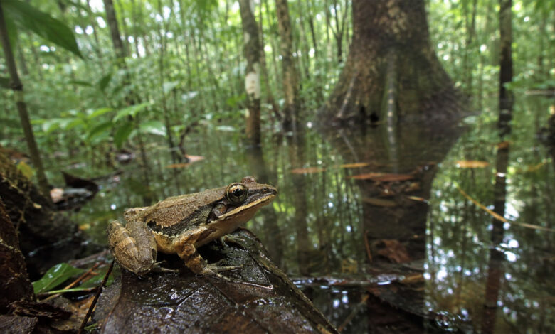 Frog
