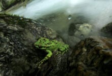 Frog