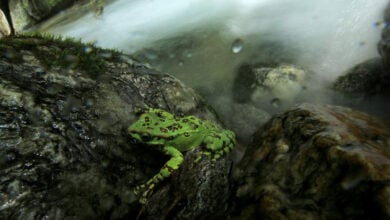 Frog