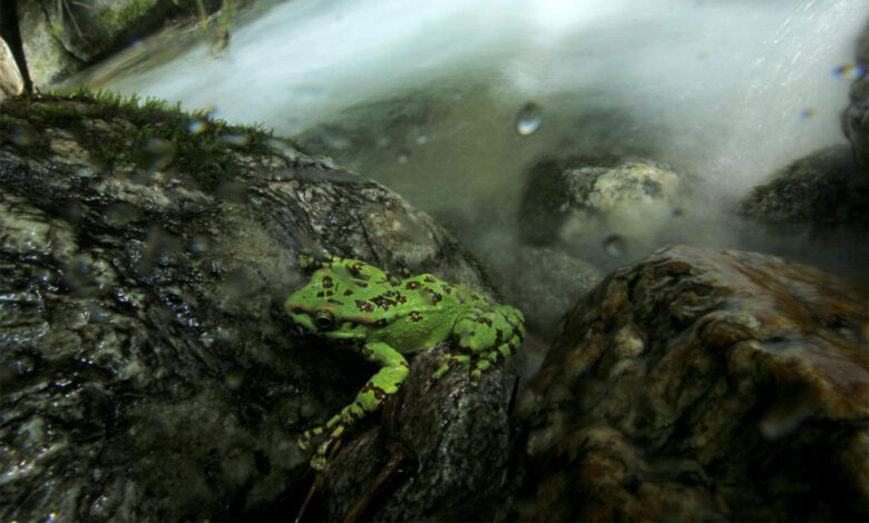 Frog