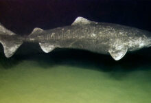 Greenland Shark