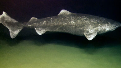Greenland Shark