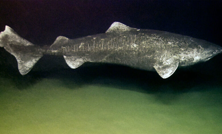 Greenland Shark