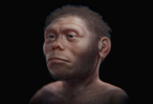 Human Evolution