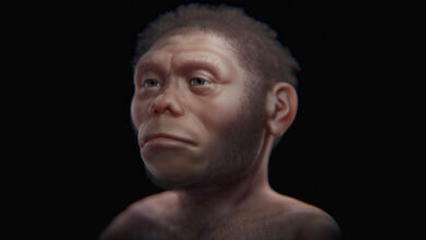 Human Evolution